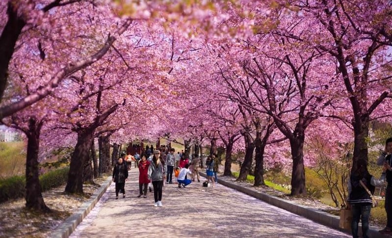 Mùa xuân Hàn Quốc