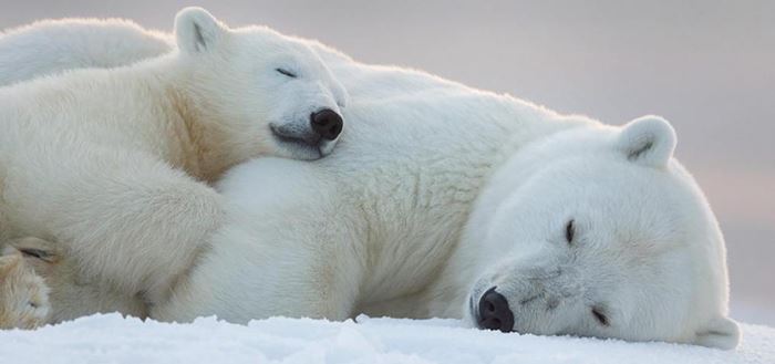 Gấu Bắc Cực tại Churchill