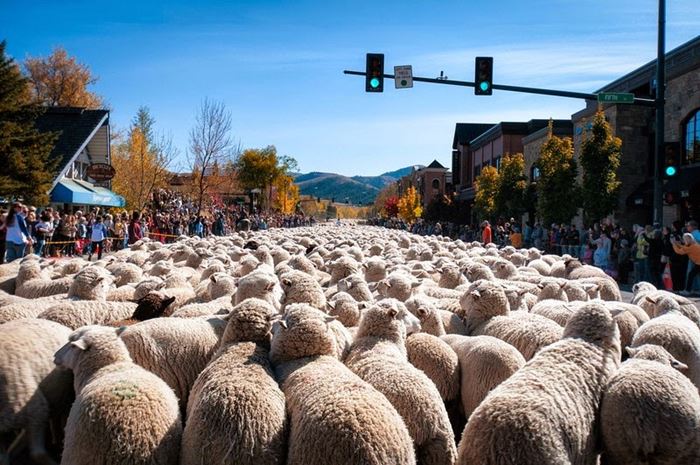 Lễ hội diễu hành của cừu