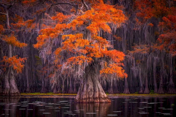 Hồ Caddo mùa thu, cây thay lá