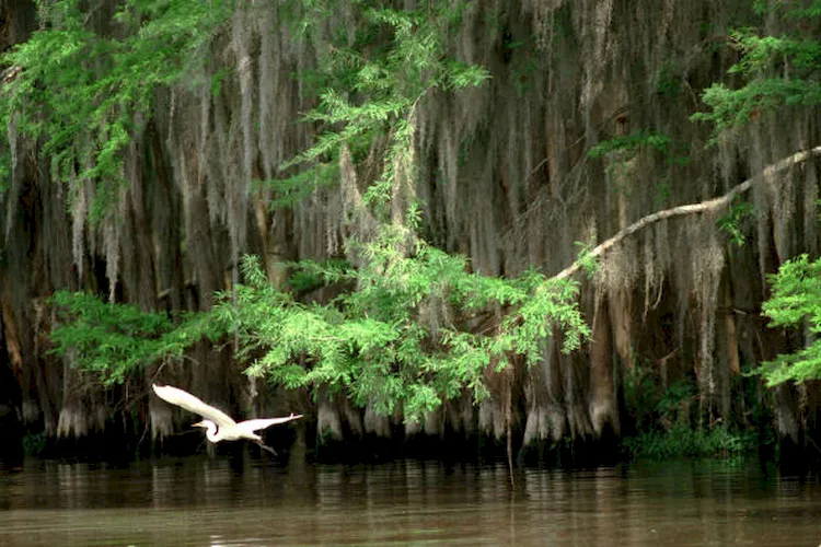 Hồ Caddo thu hút nhiều loài chim trú ngụ
