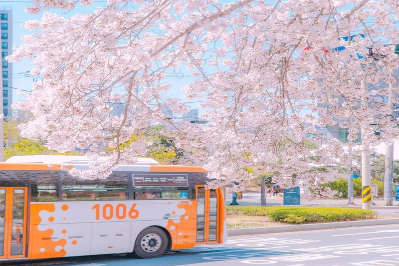 Hoa anh đào nở rộ tại thành phố Busan xinh đẹp