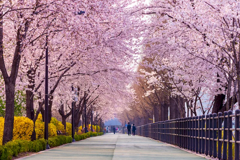 Mùa hoa anh đào ở Hàn Quốc - Tháng 3 tháng 4