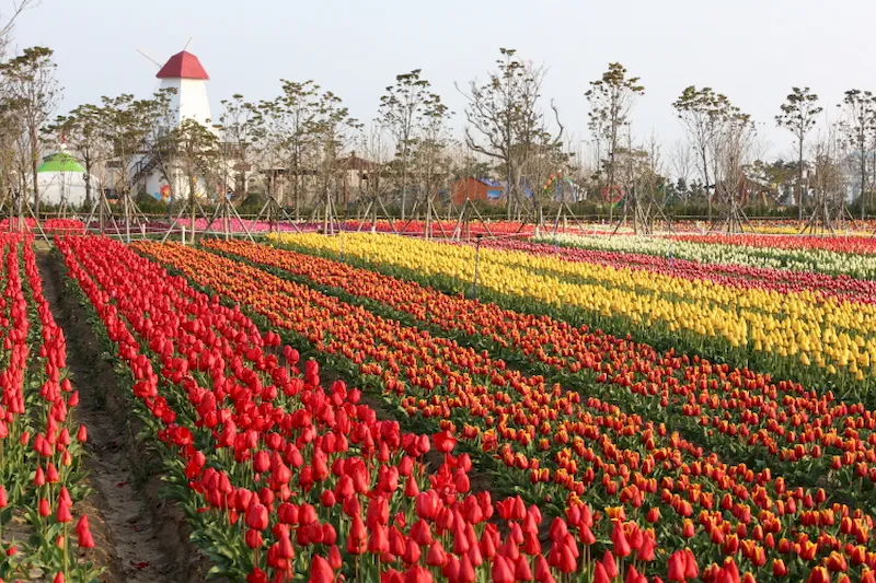 Mùa hoa tulip Hàn Quốc