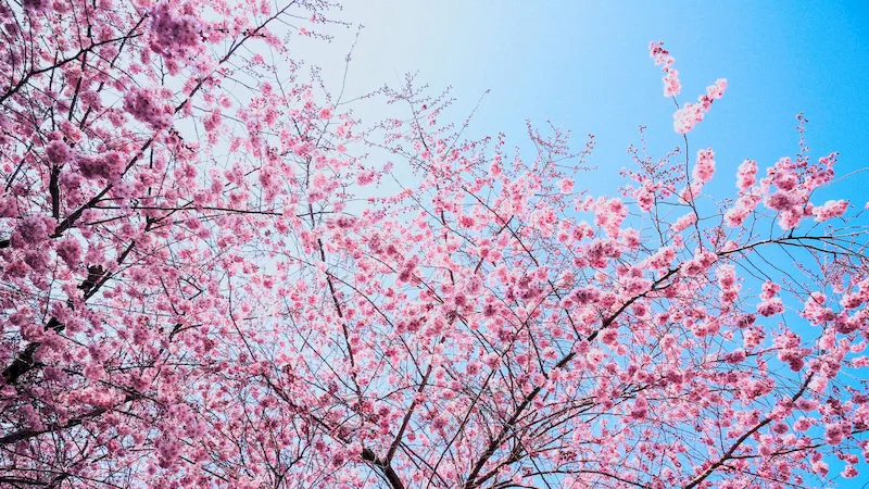 Thời điểm đẹp nhất để ngắm hoa anh đào Busan