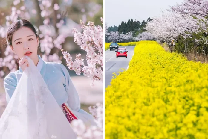 Tìm kiếm 5 mùa hoa Hàn Quốc rực rỡ nhất
