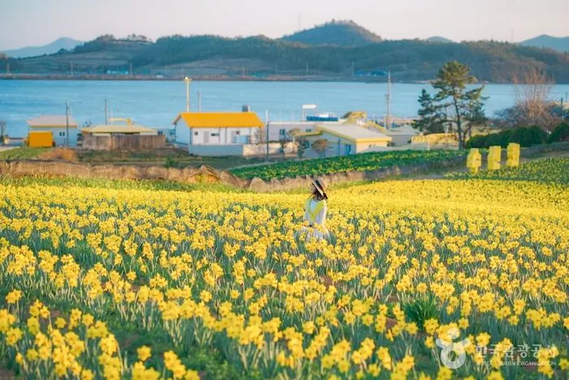 Khung cảnh bình yên tại những cánh đồng thủy tiên vàng ở Hàn Quốc