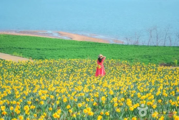 Vườn hoa thủy tiên vàng ở Hàn Quốc đẹp mê ly