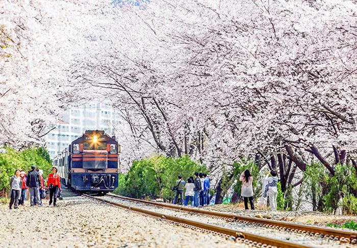 Nhà ga hoa anh đào Gyeonghwa, Jinhae