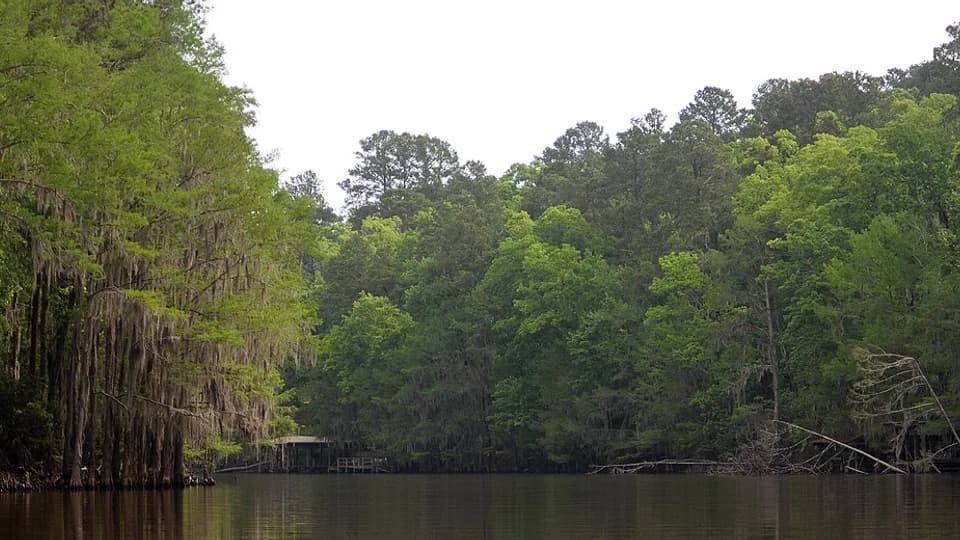 Caddo Lake ở Texas: rừng bách, chèo thuyền và lưu ý an toàn