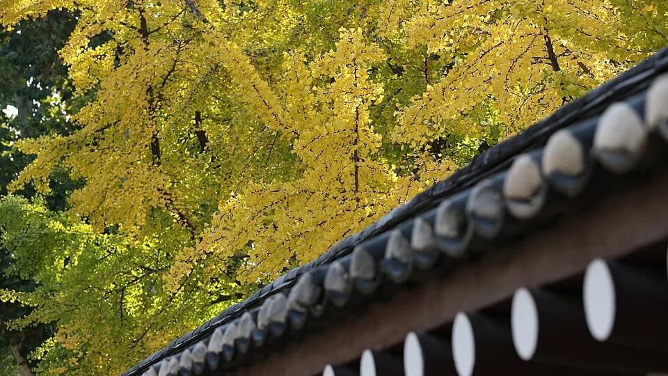 Ngắm lá ngân hạnh ở Gangwon: kiểm tra mùa và đường đi